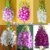 High Quality Beautiful Thailand Fresh Cut Orchid Flowers