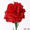 dubai fresh flower importers flower carnation fresh cut flower