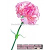 Fresh cut carnation flower