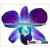 D-014 : DENDROBIUM DYED BLUE ORCHID