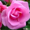 Beautiful bright pink rose flower decorative home flowers