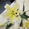 best quality yellow lily flowers export to foreign