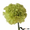 Fresh Cut Flowers Wholesale Fresh Premium Carnation