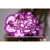 Cut Carnation Flowers/Fresh Flowers/Fresh Carnation Flowers!