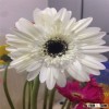 fresh and natural rainbow gerbera daisy flower