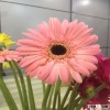 flowers fresh cut gerbera names of flowers used for decoration