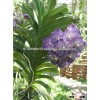 Thailand Tropical Natural Fresh Vanda Orchid Plants for Sale