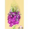 Good Quality Red Rull Fresh Cut Dendrobium Orchid for Sale