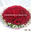Multi-Colored Color and Fresh Cut Flowers Processing Type Cheap Red Rose