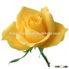 Fragrant Aroma Hot Sale Fresh Yellow color Cut Roses