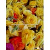 Fresh Mini Roses/Fresh Flowers/Mini Roses!