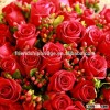 Supply High Quality Fresh Cut Flower Red Rose