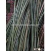Sale natural Bamboo for Construction and garden