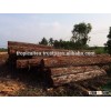 Round log Senna siamea / Chiuliu Cambodia wood