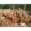 birch,okan,azobe and Eucalyptus round logs