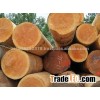 Teak wood logs and tropical timber logs