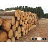 Timber Wood Logs