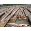 Vietnam pine wood log