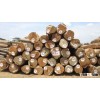 GMELINA ROUND LOGS