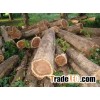 Burma teak wood logs