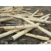 Viet Nam high quality acacia logs! best price! for construction and furniture.