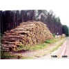 pine logs Vietnam