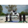 showjumping services