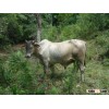 Ecological Cattle Raising in Paraguay