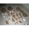 conch shells and sea shells around sri lanka