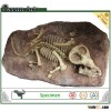 Dinosaur Exhibition Authentic Fossils Specimens