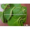 GMP & ISO Approved for High Quality Natural & Pure Oregano Oil/Oregano Essential Oil/Carvacr