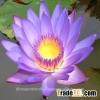 Blue Lotus Oil (Nymphaea Caerulea) from India