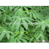 the best quality for denatured Ethyl Alcohol 99% denatured with methanol