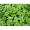 Talya Oregano Oil