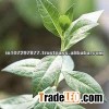 AMBARI HINA NATURAL