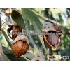 Organic Jojoba Oil