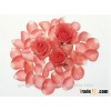 Rose Water with High Quality