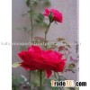 100 % Natural & Pure Attar Gulab (Rose)