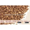 Excellent Quality & Reasonable Price of Pure Calamus Essential Oil