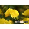 Evening primrose seed extract - oil (SFE CO2)
