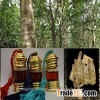 Wild wood Agar Oil - Grade A++