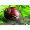 CCR04 oem best beauty face skin care snail cream
