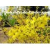 Chinese Herbal Medicines Fructus Forsythiae , Free Pesticide