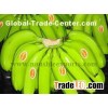 Offer To Sell Fresh Banana