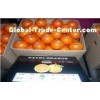 Fresh Navel Blood Orange , Honey Orange Contains Citral , Vitamin A , No Chemical Pesticide