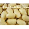 Good Taste Mature Yellow Sweet Holland Potato 10 kg/ Mesh Bag