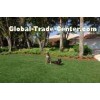 11000dtex Artificial Pet Grass