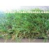 40mm Landscaping Balcony Artificial Grass Turf With 3/8''Gauge