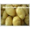 Top Grade New Crop Small Fresh Holland Potato Vegetable Long Shaped 125g