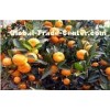 Yellow Citrus Fresh Mandarin Oranges With Vitamins B1 , B2 , Dietary Fiber